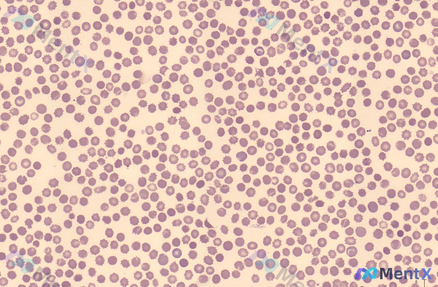Post 1149 image 1