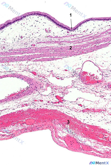 Post 1550 image 1